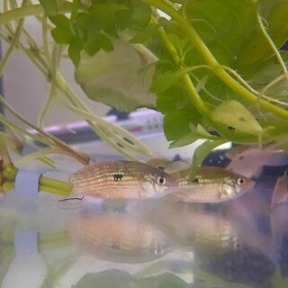 Florida Flag fish Killiefish
