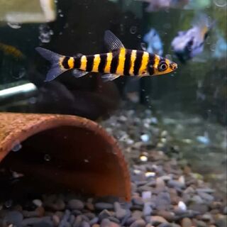 Black Banded Leporinus