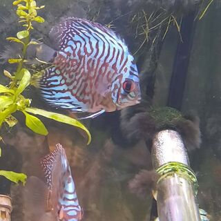 Marble Turk Discus