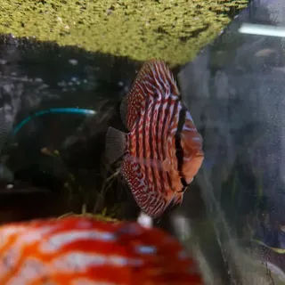 Marble Turk Discus