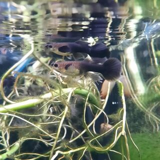 LongFin Black Moscow Guppy Pair