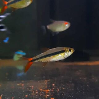 Red Tail Penguin Tetra