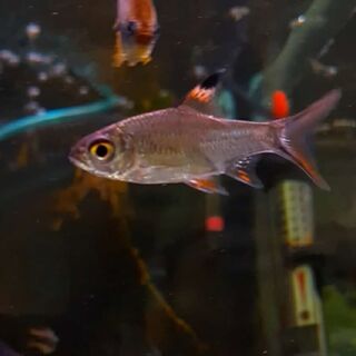 Tinfoil Barb