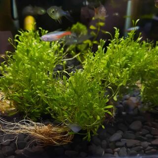 Glossostigma