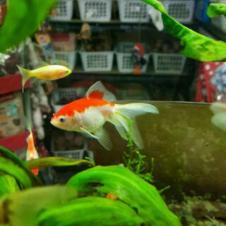 Small Oranda