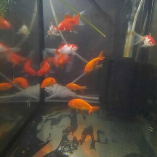 Medium Oranda