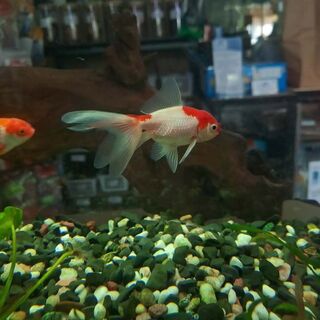 Medium Oranda