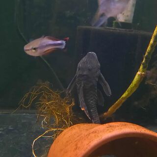 Orange Seams Pleco