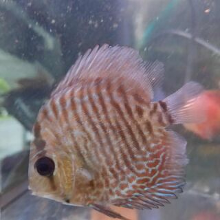 Scorpion Snake Skin Discus
