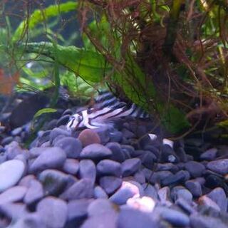 Zebra Pleco (L046)