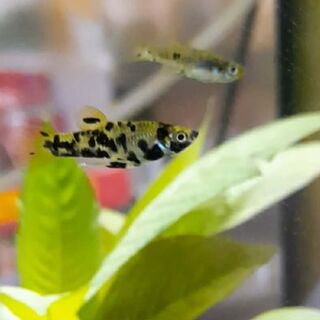 Leopard Fish