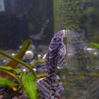 Columbian Zebra Pleco (L129)