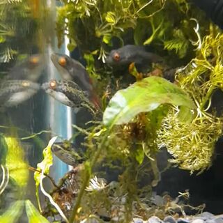 Red Eye Puffer