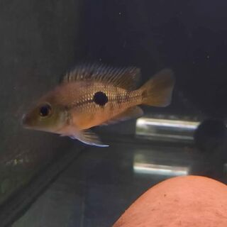 nicaragua Cichlid