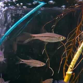 Brilliant Rasbora