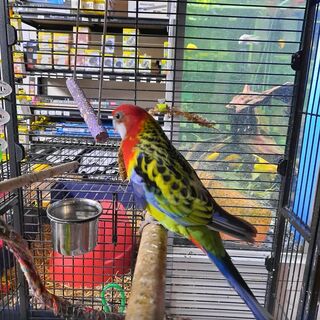Rosella