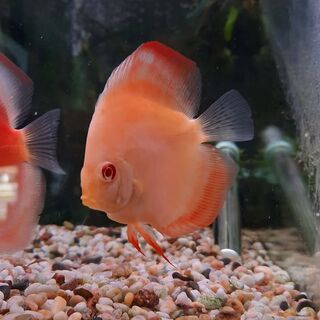 Blood Red Discus