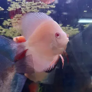 Blood Red Discus