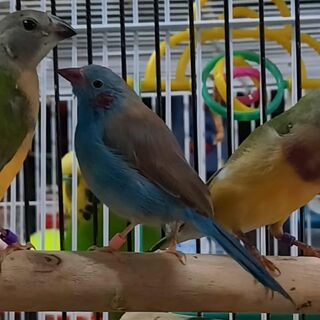 Red Cheeked Cordon Bleu