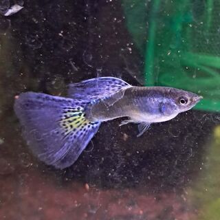 Blue Metal Grass Guppy Males