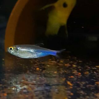 Cochu Blue Tetra
