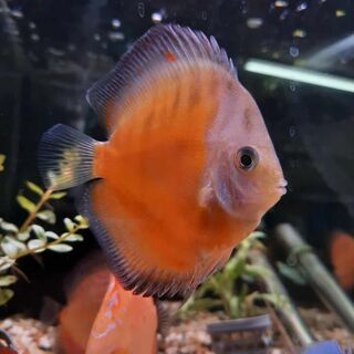 Yellow Tiger Discus