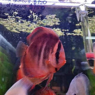 Red Zebra Discus