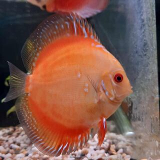 Full Orange Discus