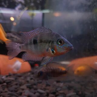 Fire Mouth Cichlid