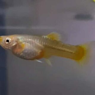 Gold Guppy Female