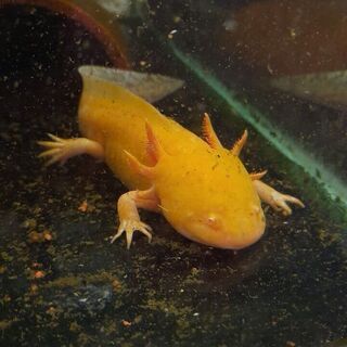 Axolotl Golden