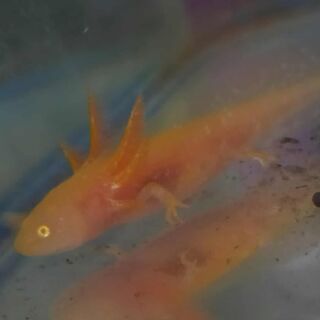 Axolotl Golden