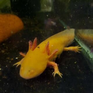 Axolotl Golden