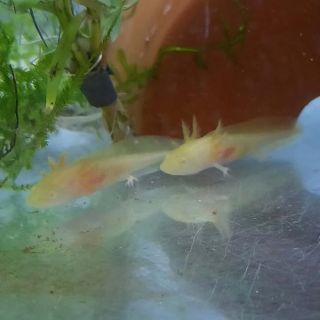 Axolotl Golden