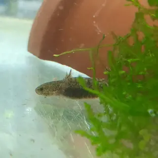 Axolotl Wild Type