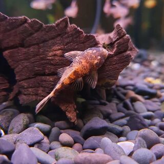 Calico short fin Bristlenose