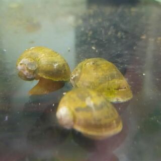 Pond Snail