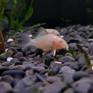 Albino Sterbai Corys