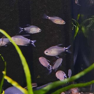 Reed Tetra