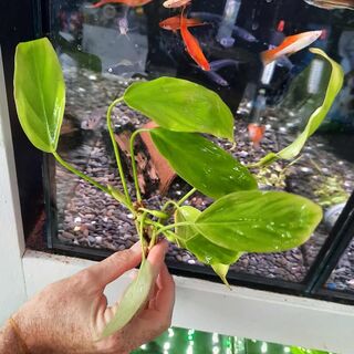 Anubius afzelii