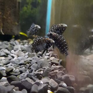 Tropheus Duboisi
