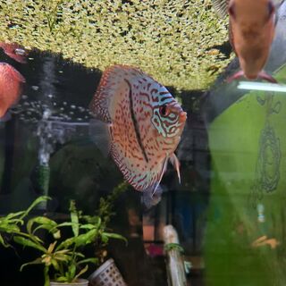 Black StripeTurk Discus