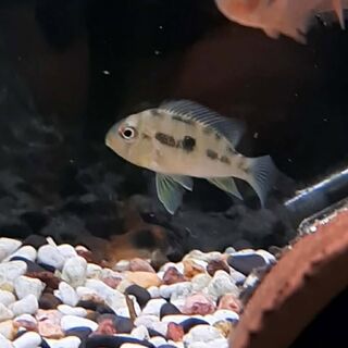 Gymnogeophagus Balzani