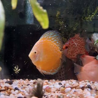 Yellow Checker board Discus