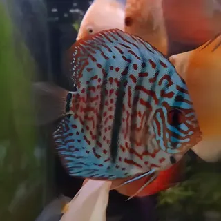 Red Turk Discus