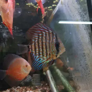 Red Turk Discus