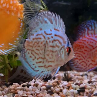 Blue Colbolt Discus