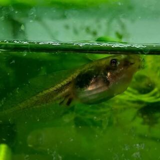 Southern Bell Frog Tadpoles
