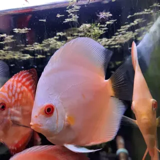 Albino Blue Diamond Discus