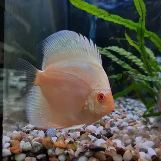 Albino Blue Diamond Discus